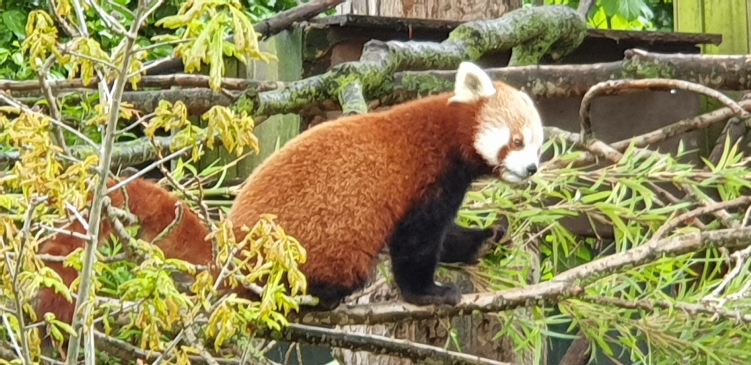 A wet visit to Chester Zoo