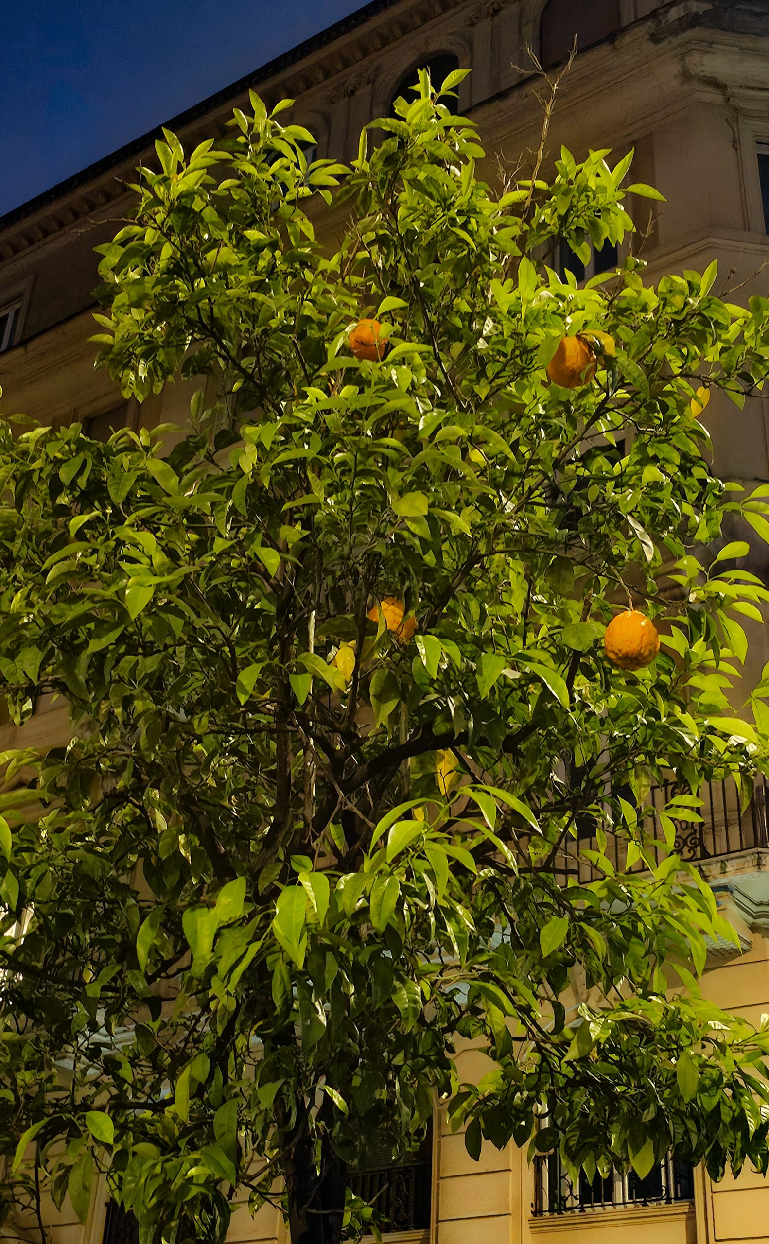 Orange tree