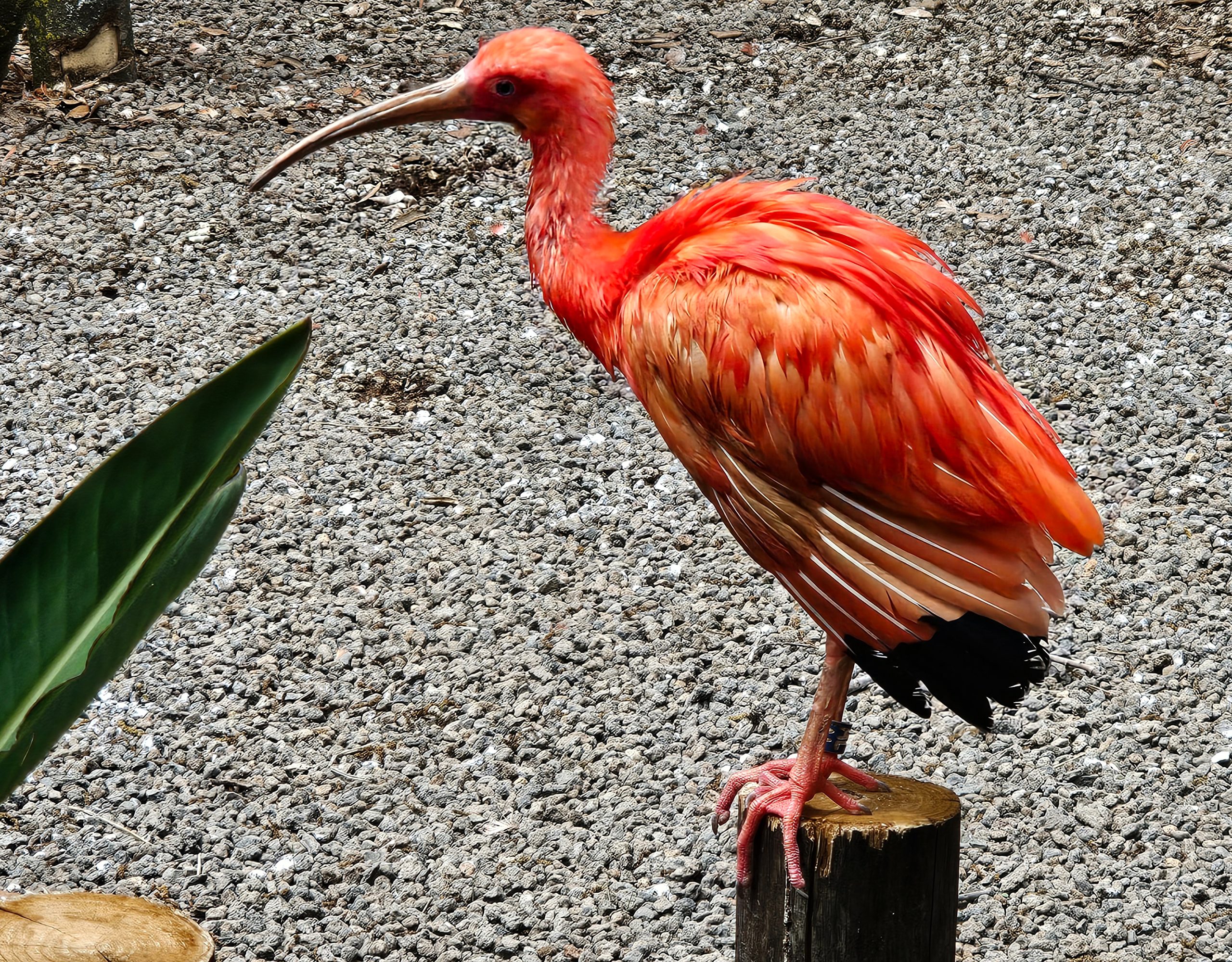 Scarlet Ibis