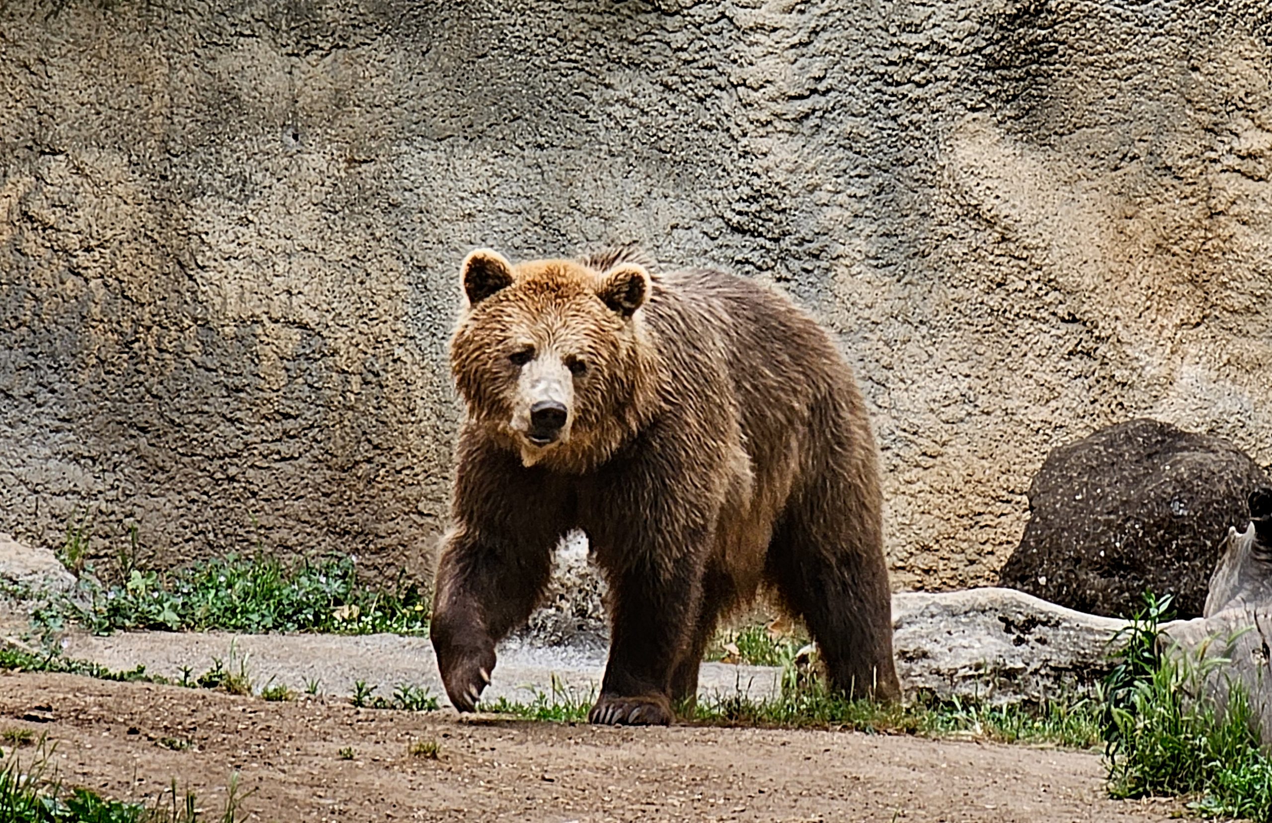 Brown Bear