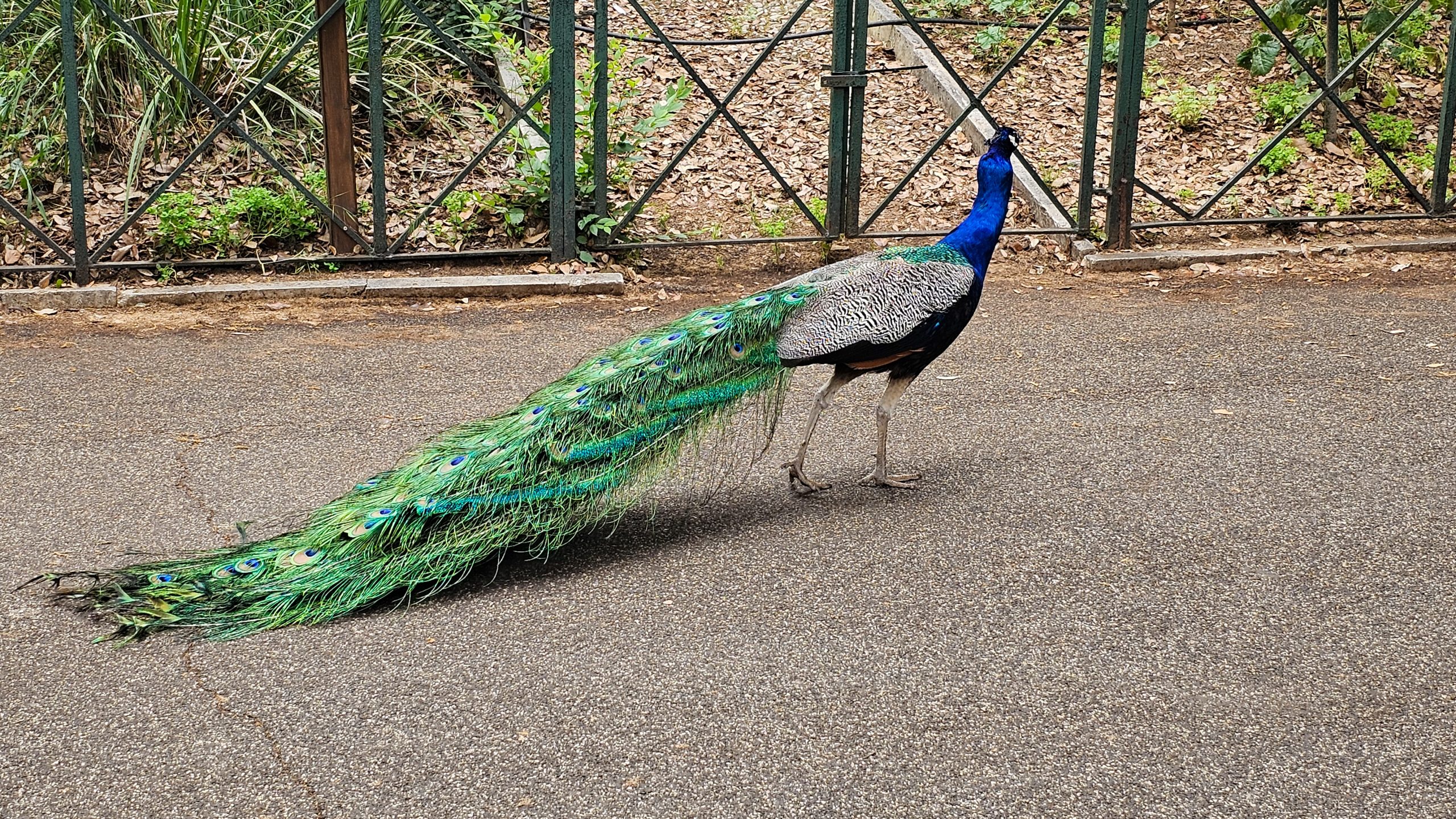 Peacock