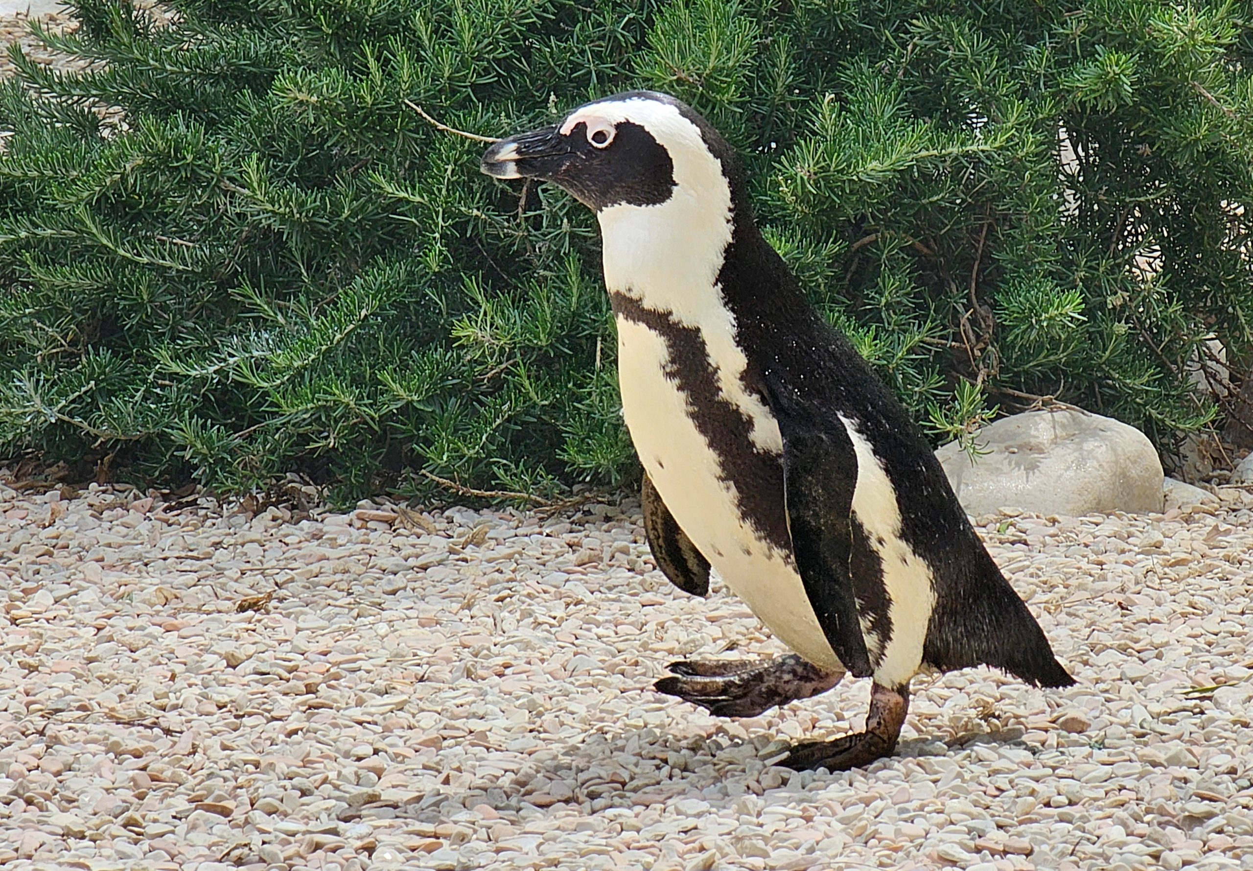 Cape Penguin