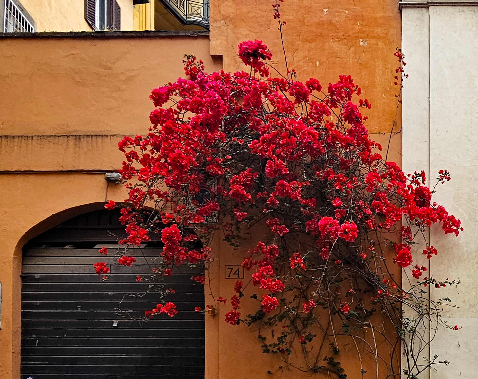 Red flowers